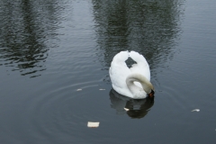 DSCF7918_resize