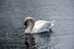 DSCF7945_resize