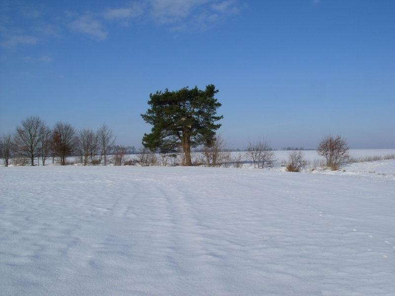 DSCF1921